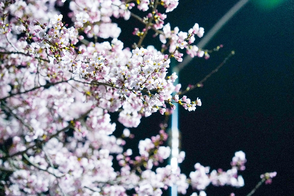 봄(1) 대표이미지